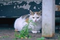 Shy kitten hiding outdoors. Horizontal image. Royalty Free Stock Photo