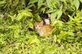 Kitten Cat shy on greenery leaves Royalty Free Stock Photo