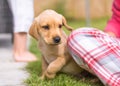 Shy Labrador puppy in garden