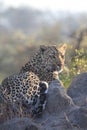 A shy leopard in natural habitat at Djuma Game Reserve Royalty Free Stock Photo