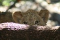 Shy lion cub Royalty Free Stock Photo