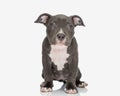 shy little american bully puppy with blue eyes looking forward and sitting