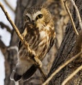 Shy Northern Saw whet Owl