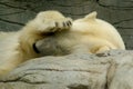 Shy polar bear Royalty Free Stock Photo
