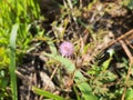 The shy princess flower or Mimosa pudica Royalty Free Stock Photo