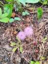 2 shy princess flowers on the ground