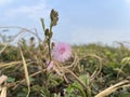 Shy princess flowers, thorny plants, thorny grass in the field.