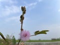 Shy princess flowers, thorny plants, thorny grass in the field.