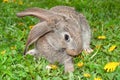 Shy rabbit bunny little hare among grass smelling yellow dandelions flowers Royalty Free Stock Photo