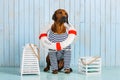 Shy Rhodesian Ridgeback dog-sailor with lifebuoy around neck