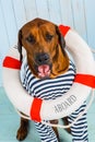 Shy Rhodesian Ridgeback dog-sailor with lifebuoy around neck