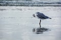 Shy seagull ballerine mirrored in wet sand on the coast