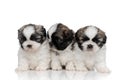 Shy Shih Tzu cubs looking around with puppy eyes