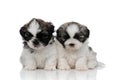 Shy Shih Tzu cubs looking forward with puppy eyes