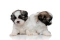 Shy Shih Tzu puppies curiously looking around Royalty Free Stock Photo