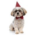 Shy Shih Tzu puppy wearing bowtie and party hat