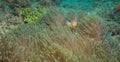 Shy skunk anemonefish hiding in colourful sea anemone in the watamu marine park, kenya Royalty Free Stock Photo