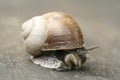 Shy snail Royalty Free Stock Photo