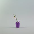 Shy and soft Snowdrop grows in a purple garden bucket. A Spring Overture composition on light pastel background