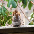 Shy Squirrel Royalty Free Stock Photo