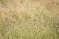 Shy Steenbok in tall grass