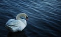 Shy swan Royalty Free Stock Photo