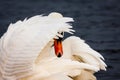 Shy Swan. White Swan Bird Hiding Face Royalty Free Stock Photo