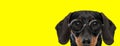 Shy teckel dachshund dog wearing glasses and hiding