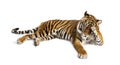 Shy tiger lying down, big cat Royalty Free Stock Photo