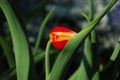 Shy Tulipa Kees Nelis Tulip Royalty Free Stock Photo