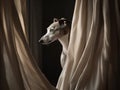 The Shy Whippet A Peek from Behind the Curtain