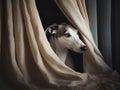 The Shy Whippet A Peek from Behind the Curtain