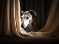 The Shy Whippet A Peek from Behind the Curtain