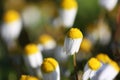 Shy White Daisy Field Closeup Royalty Free Stock Photo