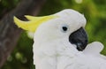 Shy white parrot Royalty Free Stock Photo