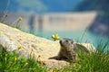 Shy wild marmot sitting near the dam