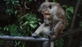 Macaca sinica toque. Shy wild monkey sitting in rainforest in Sri Lanka