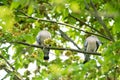 Shy wood pigeons in tree hiding heads