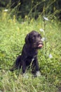 Shy Young puppy of Bohemian wire-haired Pointing griffon licks his mouth