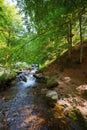 shypit water stream of pylypets river in the beech forest of carpathian mountains