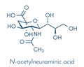 Sialic acid N-acetylneuraminic acid, Neu5Ac, NANA molecule. Skeletal formula.