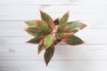 Siam Aurora or Aglaonema Red Lipstick This ornamental plant has a beautiful red color on the edge of the leaf Royalty Free Stock Photo