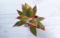 Siam Aurora or Aglaonema Red Lipstick This ornamental plant has a beautiful red color on the edge of the leaf Royalty Free Stock Photo