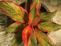 Siam Aurora or Aglonema Red Lipstick is a beautiful type of red Aglaonema