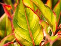 Siam Aurora Leaves Growing Royalty Free Stock Photo