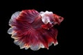 Siam betta fish in thailand Royalty Free Stock Photo