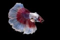 Siam betta fish in thailand Royalty Free Stock Photo