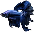 Siam betta fish, Watercolor painting of Siam betta fish. AI-Generated.