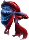 Siam betta fish, Watercolor painting of Siam betta fish. AI-Generated.