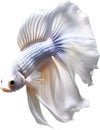 Siam betta fish, Watercolor painting of Siam betta fish. AI-Generated.